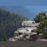 Rocky Mountain Goat