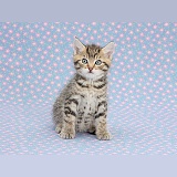 Cute tabby kitten on flowery background