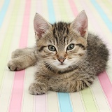 Cute tabby kitten, sitting on stripy background