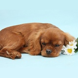 Sleepy Ruby Cavalier King Charles Spaniel pup