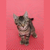 Tabby kitten, sitting on red background