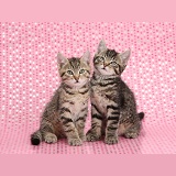 Cute tabby kittens, sitting on starry background