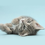 Tabby kitten on his back on blue background