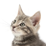 Tabby kitten profile