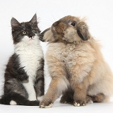 Fluffy dark silver-and-white kitten and rabbit