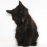 Fluffy black kitten grooming