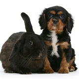 Cavalier King Charles Spaniel pup and black rabbit