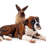 Brindle Boxer and bunny