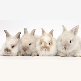 Four baby Lionhead x Lop bunnies in a row