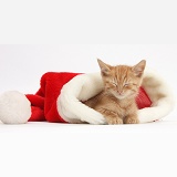 Sleepy ginger kitten, 5 weeks old, in a Santa hat