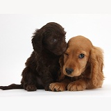 Cute Daxiedoodle and Golden Cocker Spaniel puppies