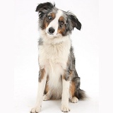 Mini American Shepherd