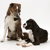 Boxer pup and mongrel dog
