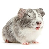 Silver-and-white Guinea pig squeaking