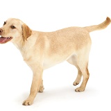 Young yellow Labrador Retriever