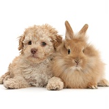 Toy Labradoodle and fluffy bunny