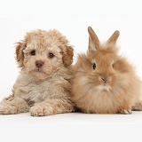 Cute Toy Labradoodle puppy and fluffy bunny