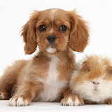 Ruby Cavalier pup and shaggy Guinea pig