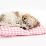 Cute sleeping Bichon x Yorkie pup