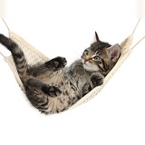 Cute tabby kitten in a hammock