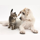 Tabby kitten with Great Dane puppy