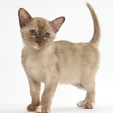 Burmese kitten standing