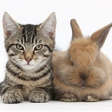 Tabby kitten with baby rabbit