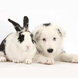 Black-and-white Border Collie pup and rabbit