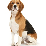 Beagle dog sitting