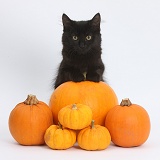 Black Maine Coon kitten and Halloween pumpkins