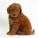 Cute red F1b Goldendoodle puppy sitting