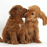 Golden Cocker Spaniel puppy and Goldendoodle puppy