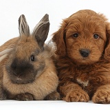 Red F1b Goldendoodle puppy and rabbit
