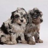 Two black-and-grey merle Daxiedoodle pups