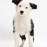 Black-and-white Border Collie puppy standing