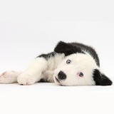 Black-and-white Border Collie puppy lying on his side