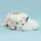 White Border Collie pup and bunny on blue background