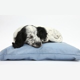 Black-and-white puppy sleeping on a cushion