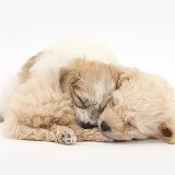 Cute sleeping Bichon x Yorkie pups