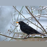 Blackbird male in snow