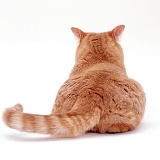 Ginger cat, back view