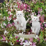 Blue-eyed white kittens at bird bath among flowers