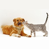 Cat sniffing a dog