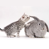 Silver-spotted kitten with silver Lop rabbit