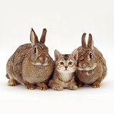 Two agouti rabbits with a ticked tabby kitten
