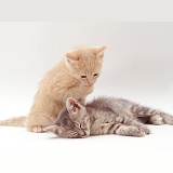Grey kitten sleeping, her cream brother washing a paw
