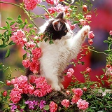 Black-and-white Persian-cross kitten and flowers