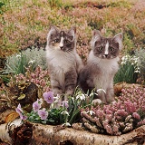 Kittens among winter heaths and flowers