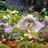 Kitten among Primroses and Scillas