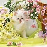 Persian x Birman kitten among flowers